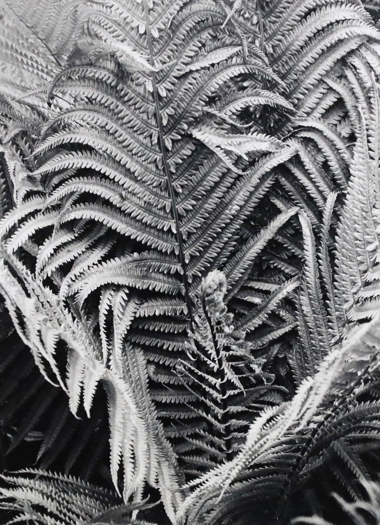 Wollman Ferns Photo Rachel Comande Wollman Ferns Photo Rachel Comande