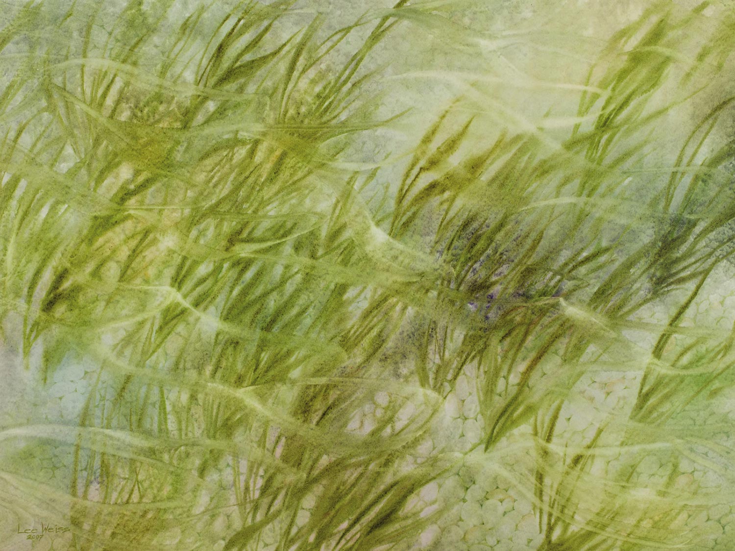 Lee Weiss, Dream Stream