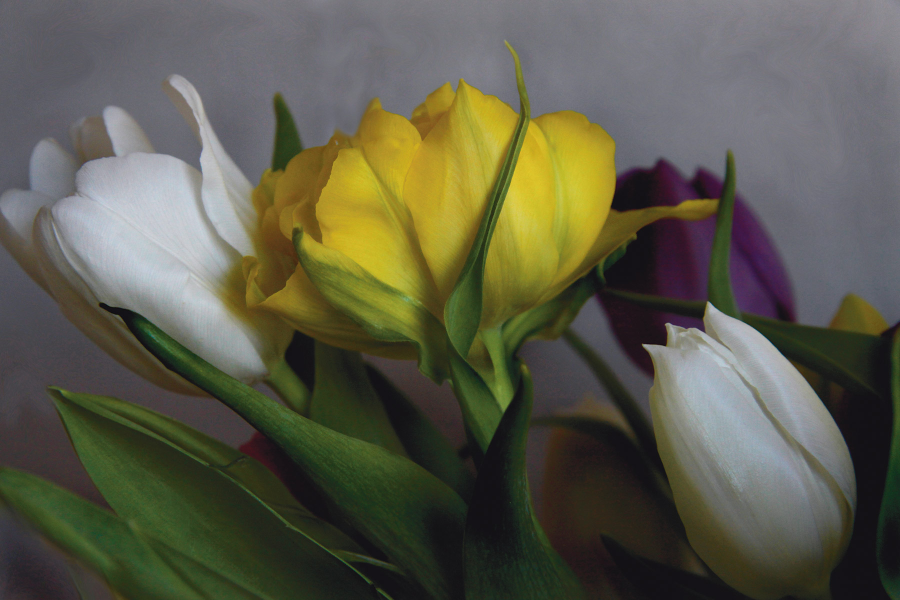 Linda Schwam Merkel, Soft Tulips