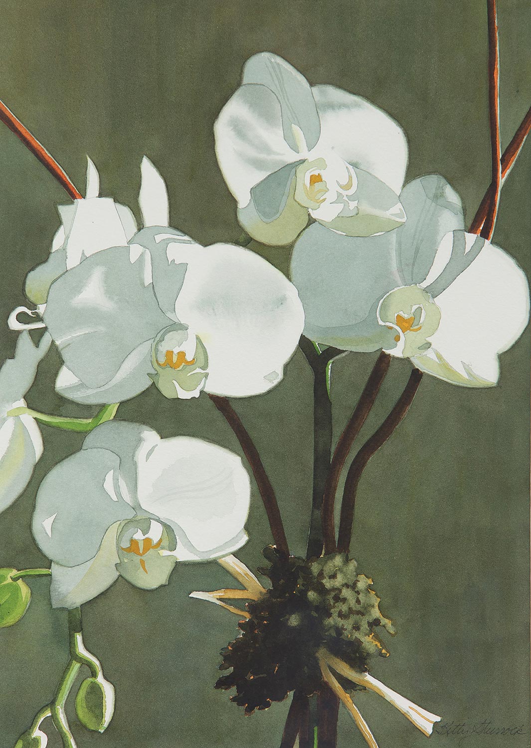 Kitty Sturrock, Orchids in Daylight