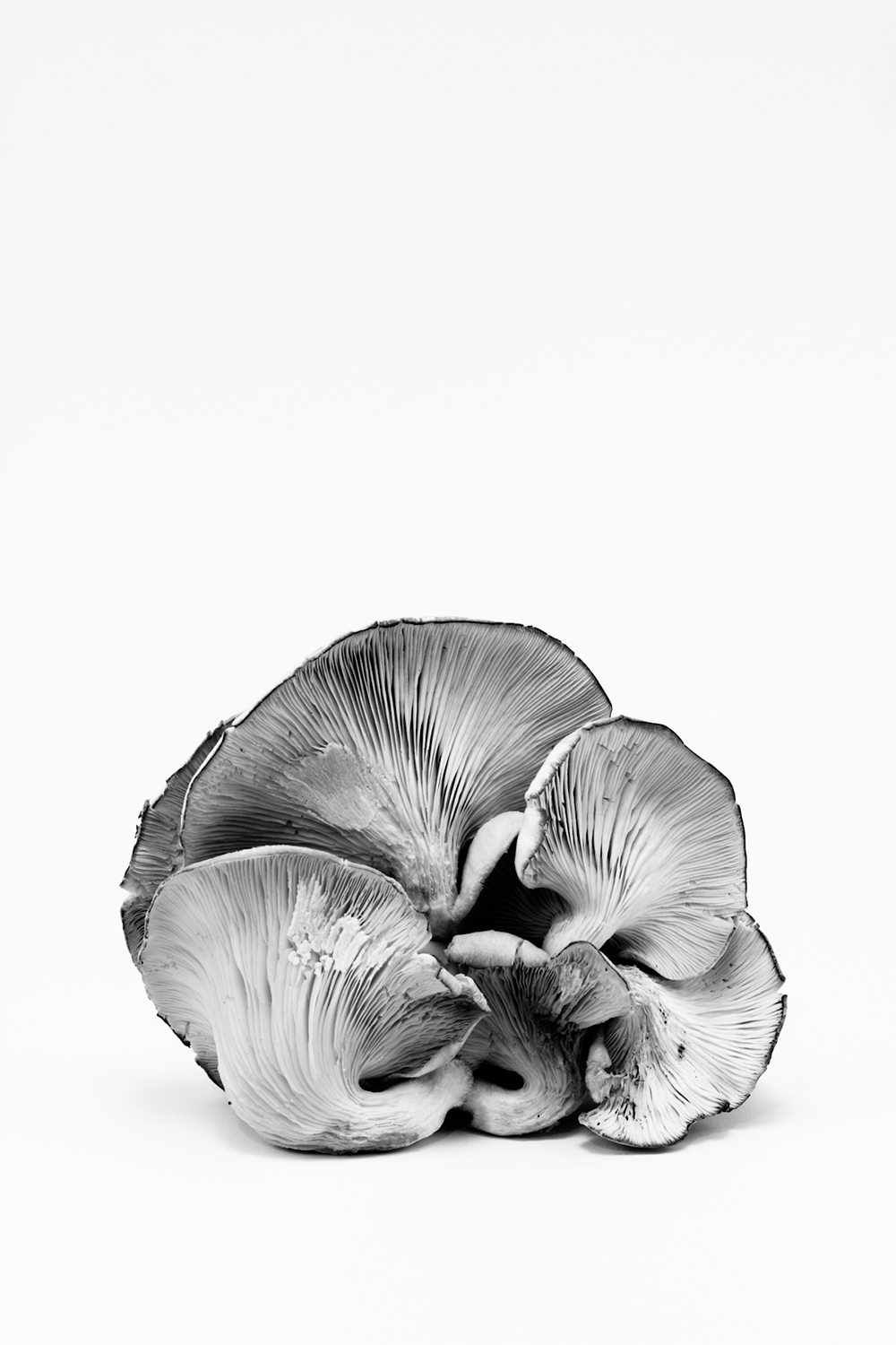 Adam Horwitz “The Oyster”