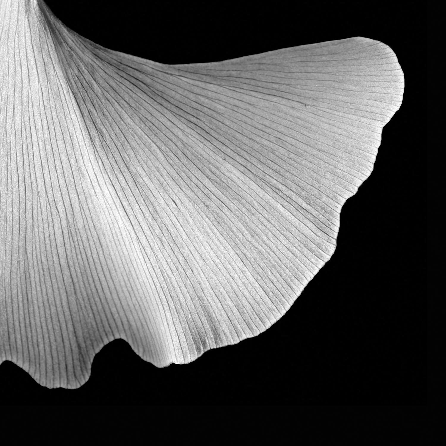 Vicki Reed “Ginkgo Skirt”