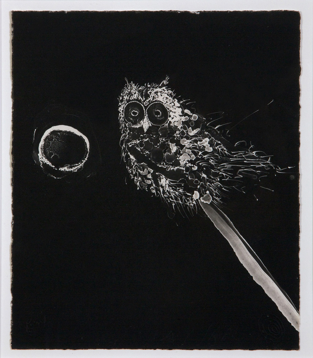 Frank Boyden “Owl and the Moon”