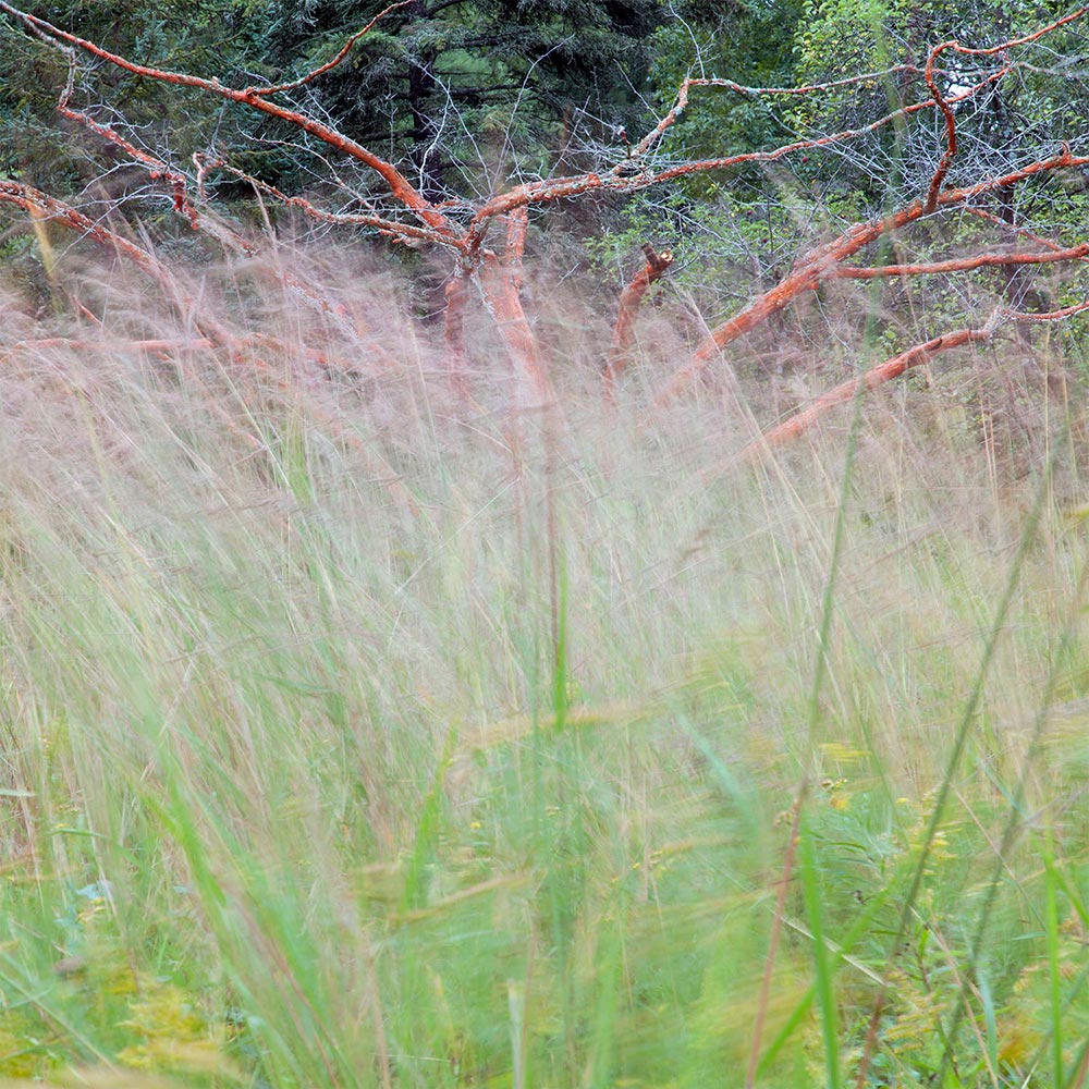 Eddee Daniel, Wauwatosa “Inverse in Grass, from Lynden Sculpture Garden Series”