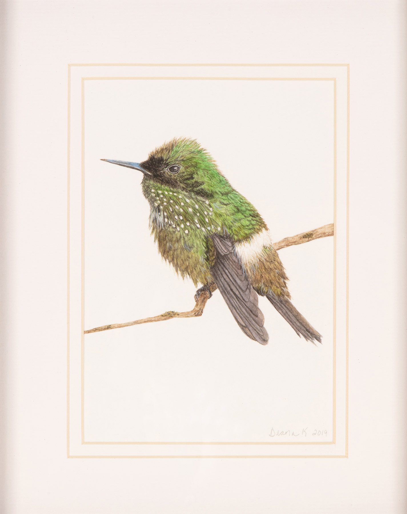 Deana Knutson, Festive Coquette Hummingbird