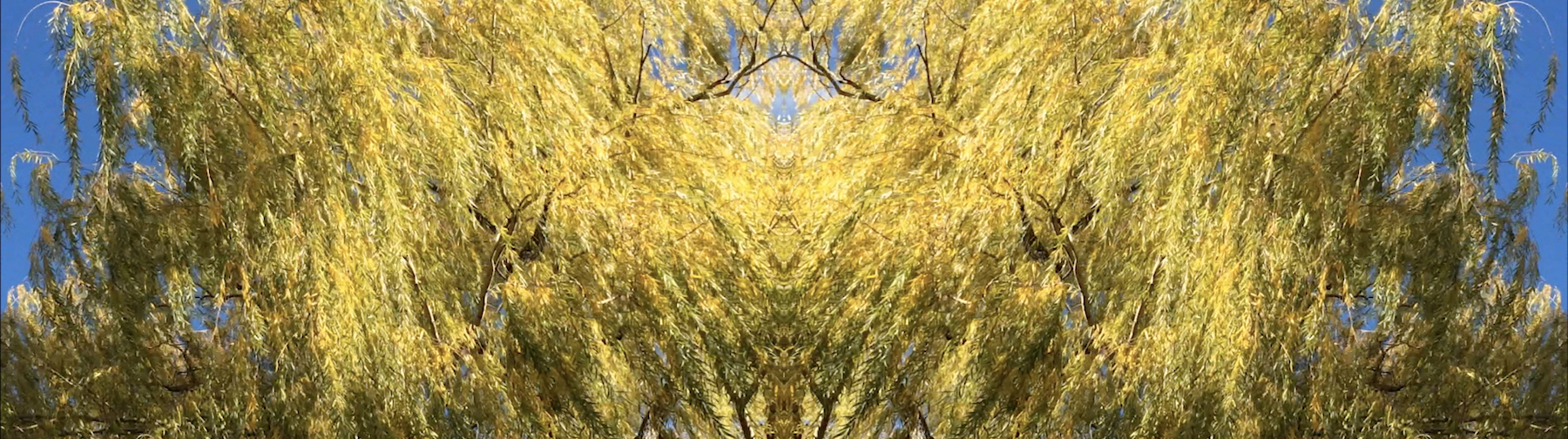 Jojin Van Winkle, karuna meditations 1